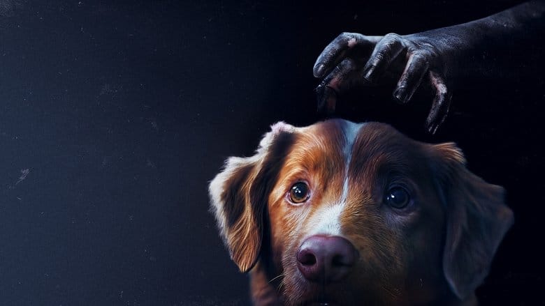 Good boy Vider - Cały Film